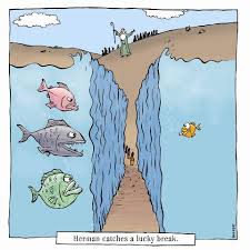 favorite parting fish