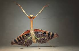 praying mantis